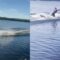 Frisbee Fumble: Family’s Epic Boogie Board Blunder Will Leave You in Stitches! | Try Not to Laugh