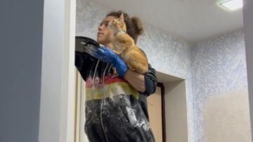 From-Bali-Streets-to-Russian-Homes-A-Kittens-Heartwarming-Tale.jpg