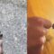 From Crack to Aquatic Crib: Saving a Cute Little Turtle | Adorable