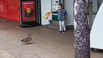 Girl-vs-Duck-The-Epic-Showdown-Over-a-Loaf-of.jpg