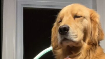 Golden-Retriever-dozes-off-with-owners-playful-touch-Adorable.jpg