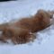 Golden Retriever’s Snow Day Fun | Cute
