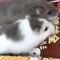 Hamsters in a frenzy race to break free from package box | Super Cute