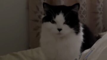 Heartwarming-video-Adorable-cat-calls-for-Mamma-Cute.jpg