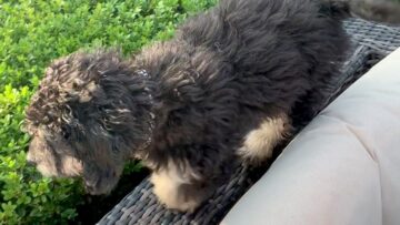 Hilarious-Dog-Fail-To-Jump-Guaranteed-Laughter-Adorable.jpg