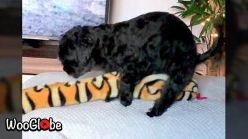 Hilarious-Dog-Gets-Frisky-with-Toy-Adorable.jpg
