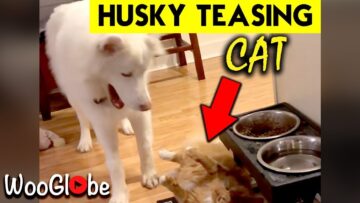 Hilarious-Husky-Torments-Sweet-Cat-Super-Cute.jpg