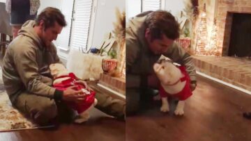 Husband-Gets-an-Unexpected-Christmas-Gift-A-Playful-Puppy-Surprise.jpg