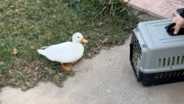 Incredible-Reunion-Male-Duck-Joyfully-Finds-His-Beloved-After-Weeks.jpg