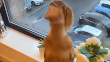 Joyful-Pup-Cant-Contain-Its-Excitement-as-Owner-Arrives-Home.jpg