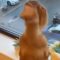 Joyful Pup Canโt Contain Its Excitement as Owner Arrives Home Early! | Heartwarming