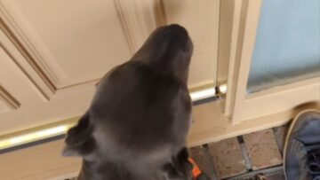 Joyful-Pup-Leaps-into-Grandads-Arms-for-a-Birthday-Surprise.jpg