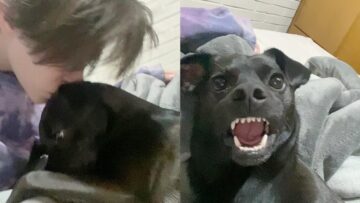 Kiss-Your-Dogs-Head-and-Capture-Their-Adorable-Reaction-Pure.jpg
