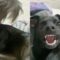 Kiss Your Dog’s Head and Capture Their Adorable Reaction! Pure Joy Awaits! | Heartwarming