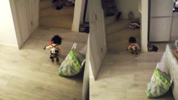 Laugh-out-loud-with-this-hilarious-Toy-Poodle-in-a.jpg