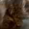Little Girl’s Priceless Reaction to Cat’s Fart Will Make You Smile! | Heartwarming