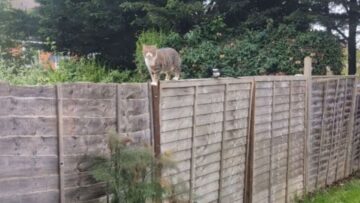 Magpies-Bold-Friendship-Proposal-Gets-Hilariously-Rejected-by-a-Cat.jpg
