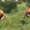 Majestic Lion Takes Down Hyena in Epic Showdown! | Most Viral Today