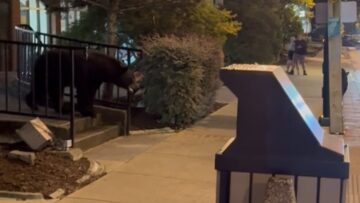 Mama-Bears-Brave-Rescue-A-Heartwarming-Shield-for-Her-Cub.jpg