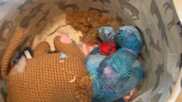 Mama-Mouse-Babies-Found-Napping-in-Toy-Basket.jpg