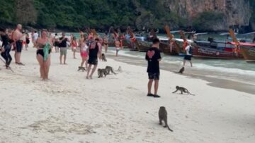 Monkeys-Gone-Wild-Beach-Brawl-with-Tourists-Can-You-Handle.jpg