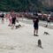 Monkeys Gone Wild: Beach Brawl with Tourists! Can You Handle the Chaos? | Try Not to Laugh