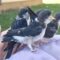 Mother Swallow’s Loving Care for Fallen Nestlings: A Heartwarming Tale | Heartsome