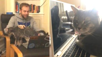 My-Cute-Cat-Takes-Over-Laptop-Adorable.jpg