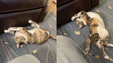 Naughty-Cat-Clawing-Couch-Super-Cute.jpg