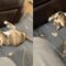 Naughty Cat Clawing Couch | Super Cute!