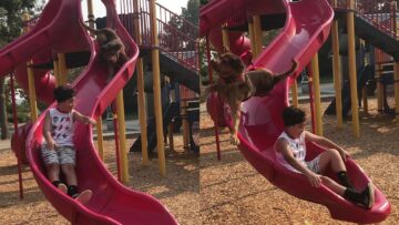 Oops-Watch-This-Daredevil-Pup-Take-a-Hilarious-Slide-to.jpg