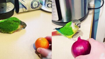 Parrot-Mimics-Sounds-amp-Actions-Adorable-Super-Cute.jpg