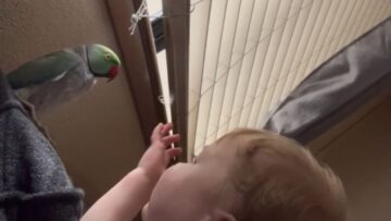 Parrot-adorably-calls-kid-pretty-pretty-boy-Adorable.jpg