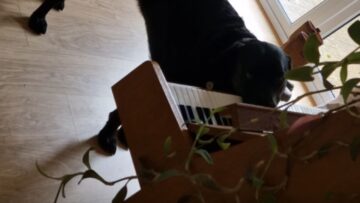Pawsitively-Charming-Dog-Steals-Hearts-with-Piano-Skills-and-Howling.jpg