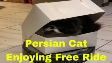 Persian-Cat-Takes-Roomba-for-a-Ride-Adorable.jpg