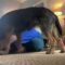 Playful Pup Steals the Show During Yoga Time | A Joyful Moment to Melt Your Heart | Heartsome