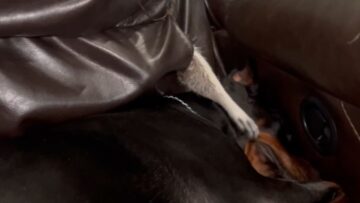 Playful-Raccoon-teases-sleeping-Dobermann-Hilarious-antics-Adorable.jpg