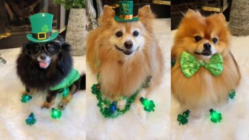 Pomeranians-in-Festive-St-Patricks-Day-Outfits-Adorable.jpg