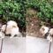 Pomsky Puppy Hilariously Kicking Legs | Adorable 🐾