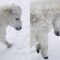 Pony Horse Frolics in Snow | Enjoying Winter Wonderland to the Fullest! Super Cute 🐴🌨️