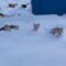 Puppy Winter Wonderland: Adorable Pups Experience Snow for the First Time! | Heartwarming
