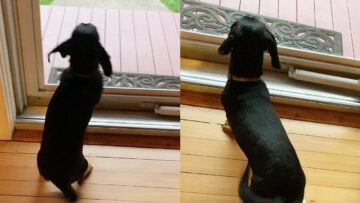 Puppys-Adorable-Happy-Dance-at-Glass-Door-Super-Cute.jpg