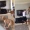 Puppy’s Obsession with Stinky Blanket | Adorable