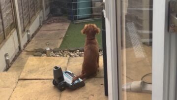Puppys-first-bark-sparks-hilarious-reaction-from-chill-cat.jpg