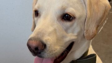 Quiet-Bark-Training-Dogs-Determination-Super-Cute.jpg