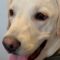 Quiet Bark Training: Dog’s Determination | Super Cute