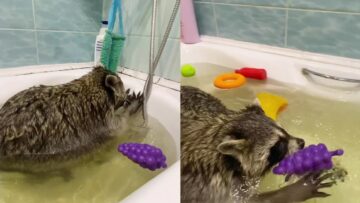 Raccoon-Having-a-Blast-Swimming-Playing-in-Bathtub.jpg