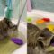 Raccoon Having a Blast Swimming & Playing in Bathtub | Adorable