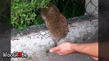 Rescued-Baby-Hedgehog-Saved-by-Kind-Man-Adorable.jpg