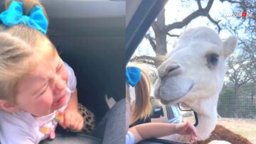 Scared-Little-Girl-Gets-Surprised-by-Camel-in-Car-Window.jpg